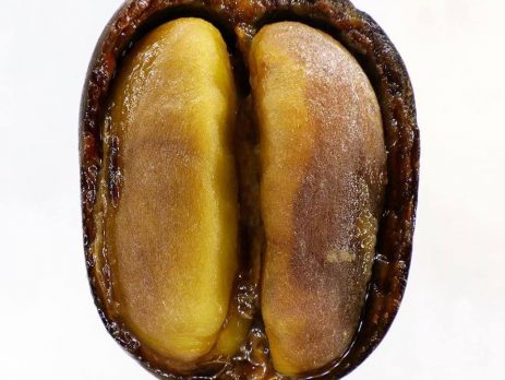 kiến thức rang cà phê